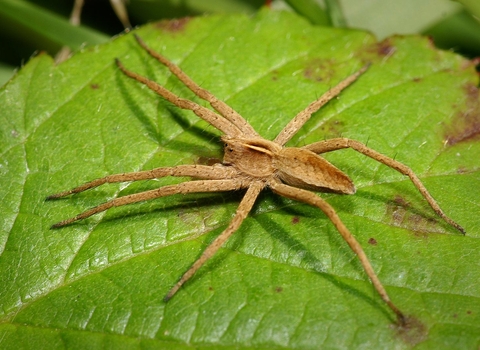 Nursery Web Spider