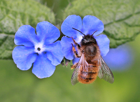 Red Mason Bee