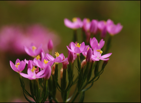 Common Centaury