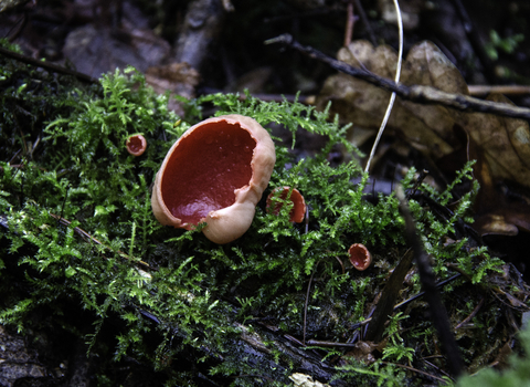 Scarlet Elfcup