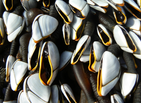 Goose Barnacles