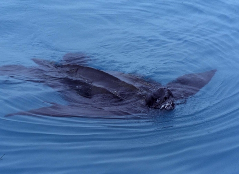 Leatherback turtle