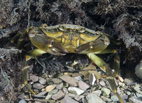 Shore crab