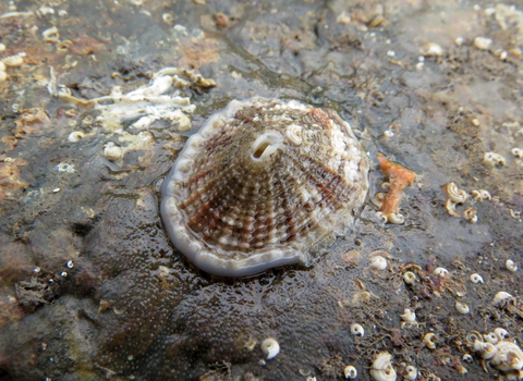 Keyhole limpet