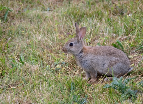 Rabbit