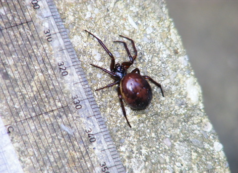 False widow spider