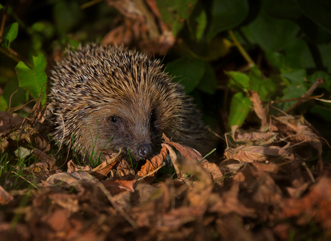 A hedgehog snuffling around in the leaf litter