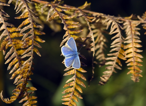 common blue butterfly