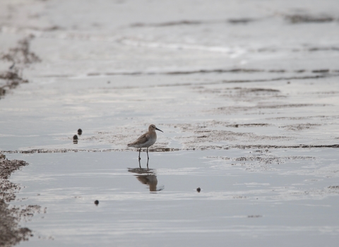 Curlew Sandpiper