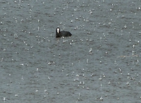 Coot in rain