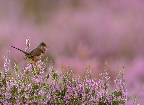 Dartford warbler among pink flowers, The Wildlife Trusts